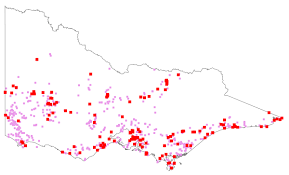 Image result for Vellereophyton dealbatum