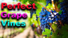 ESSENTIAL Grape Vine Growing Tips - That Really WORK - YouTube