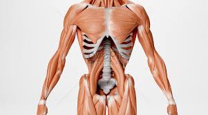 Musculares o esqueléticas