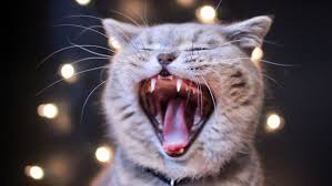 If you haven't been to the dentist in a while, you might be faced. How To Treat Gingivitis In Cats