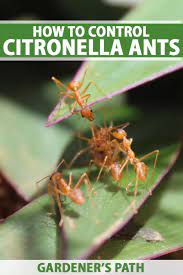 Combine 20 drops of citronella oil and 1/2 cup of water in a spray bottle. How To Control Citronella Ant Swarms Gardener S Path