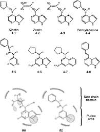 Kinetin exists naturally in the dna of almost all organisms tested so far, including human cells, and various plants. Kinetin An Overview Sciencedirect Topics