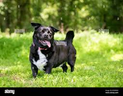 Image result for chihuahua big obesity