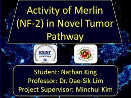 Hua hua you long/фривольные игры лунного дракона(novel). Student Nathan King Professor Dr Dae Sik Lim Project Supervisor Minchul Kim Activity Of Merlin Nf 2 In Novel Tumor Pathway Ppt Download