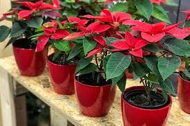 Maybe you would like to learn more about one of these? How To Propagate Poinsettia Plants From Cuttings Gardener S Path