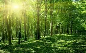 Once its extracted, go into the games folder and right click the. Green Forest Wallpapers For Free Download About 339 Wallpapers