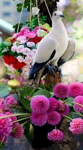 Nature Birds And Flowers Wallpaper Sign In Beautiful Birds Wallpaper Nature Flowers Pretty Birds
