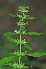 Image result for Exacum oldenlandioides