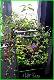 Aquarium satu ini bisa kamu jadikan pilihan sebagai penghias ruangan, dimana aquarium ini memiliki desain yang menarik dan unik. 10 Gambar Aquarium Ikan Cupang Unik Minimalis Baik Untuk Hias Dan Petarung Dunia Fauna Hewan Binatang Tumbuhan Aquarium Ikan Planted Aquarium Tank Betta
