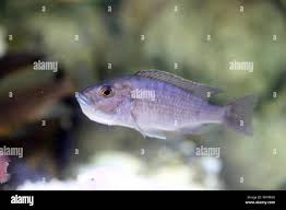 Image result for Triainolepis africana
