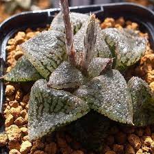 快晴土曜日仕事 ㆁㆁ 多肉植物 ハオルチア ピクタ succulents haworthia botanical plants 千葉多肉会 黒ピクタ ゆず succulents cacti and succulents plants