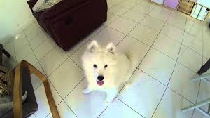 Cute Samoyed Puppy Growing Up 8 To 16 Weeks