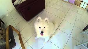 cute samoyed puppy growing up 8 to 16 weeks