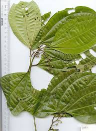 Image result for Cincinnobotrys