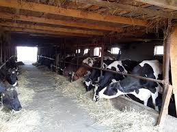 Ro iti cresc sansele de vanzare instant, folosind unul dintre pachetele noastre de promovare, astfel incat anuntul tau sa fie pe prima pagina beneficiind de vizibilitate. Ferma De Vaci Holstein