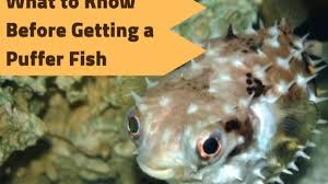 Check spelling or type a new query. What You Should Know Before Getting A Porcupine Puffer Pethelpful