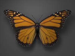 Monarch Butterfly 3d Ma Monarch Butterfly Aesthetic Template 3d Model