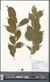 Image result for Carpolobia