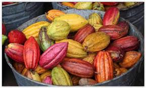Cacao Cru Criollo Bio Cabosse De Cacao Fruits Et Legumes Graine De Cacao