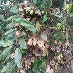 Image result for Combretum hereroense