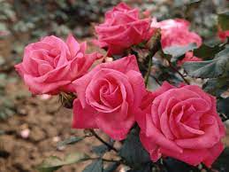 A beginner's guide to rose care. How To Winterize Roses Hgtv