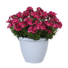 Image result for Nemesia