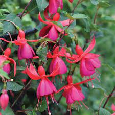 Thompson Morgan Fuchsia Pink Fizz 5 X 7cm Pots On Sale Fast Delivery Greenfingers Com Fuchsia Plant Flower Seeds Fuchsia Flowers