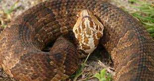 How To Identify A Water Moccasin Snake Information Snake Water Moccasin Snake