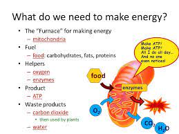 Maybe you would like to learn more about one of these? Cellular Respiration Harvesting Chemical Energy Atp Ppt Download