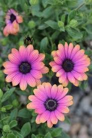 Image result for foto Osteospermum