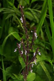 Image result for Equilabium