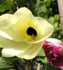 Image result for Bauhinia tomentosa