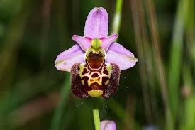 Aspetto, struttura e peculiarità del fiore dell'orchidea. Orchidee Selvatiche Phalaenopsis Orchidee
