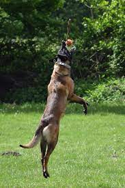 No wonder seal team 6 took a belgian malinois along! Malinois Dog Jump Ball Throw Run Race Dog With Ball Animal Friendship Belgian Shepherd Dog Malinois With Ball Pikist