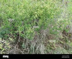 Image result for Helinus integrifolius