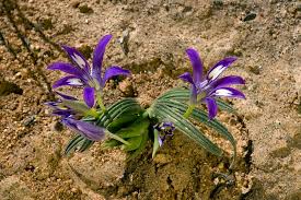 Image result for Babiana