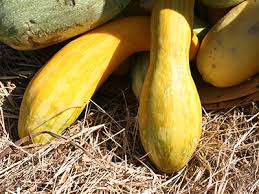 Check spelling or type a new query. Summer Squash Gardening Solutions University Of Florida Institute Of Food And Agricultural Sciences