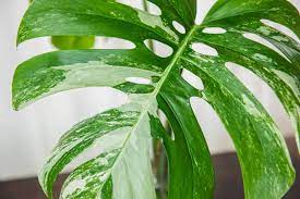 This incredible variegated monstera albo has brought me joy ever since i purchased her a couple of years ago as just a little 3 leafd cutting. Ultimate Guide To Variegated Monstera Plants Petal Republic