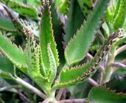 Kalanchoe La Hierba Que No Parece Tanto Pero Podria Curar El Cancer Bioguia Kalanchoe Daigremontiana Plantas Medicinales Plantas Medicinales Hierbas