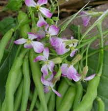 Check spelling or type a new query. Radish Seed Pods Planting Radishes The Old Farmer S Almanac