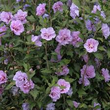 Image result for Hibiscus syriacus Violet Clair Double