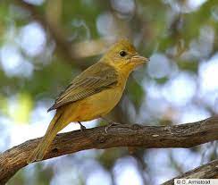 Females are variable in color, ranging from pale dull yellow to brighter orange. Photos Summer Tanager Piranga Rubra Birds Of The World