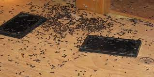 Charles, and nearby with over 50 years of service, our knowledge and expertise allow us to handle complex commercial pest issues quickly and effectively. X1 J4vy34ebztm