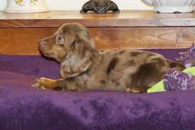 We are planning to have many puppies available in the future. Our Mini Darling Dachshund Dapple Puppies For Sale In Salem Oregon Classified Americanlisted Com