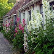 Hollyhocks In Garnwerd Groningen Netherlands Cottage Garden Beautiful Gardens Garden Inspiration
