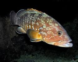 Garoupa