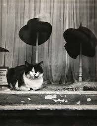 City Cats Brassai Cat Art Cat City Crazy Cats