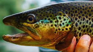 The majority of rainbows have. Fly Fishing The Bighorn River Interview With Pete Shanafelt From Big Horn Angler Fly Shop Youtube