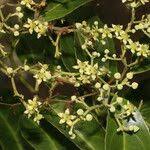 Image result for Hippocratea