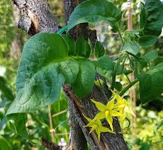 We did not find results for: Varfor Mognar Inte Mina Tomater Och Andra Fragor Rabarber